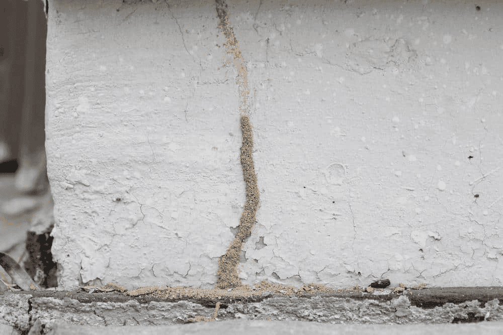 Termite mud tube on foundation wall