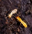 Subterranean Termites