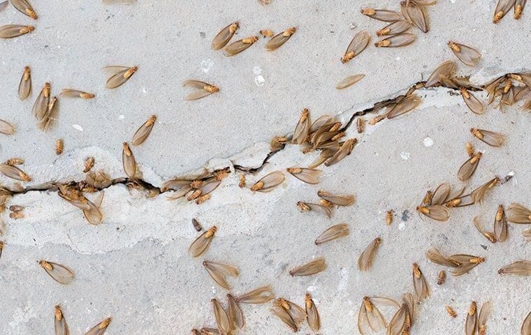 Flying termite swarmers