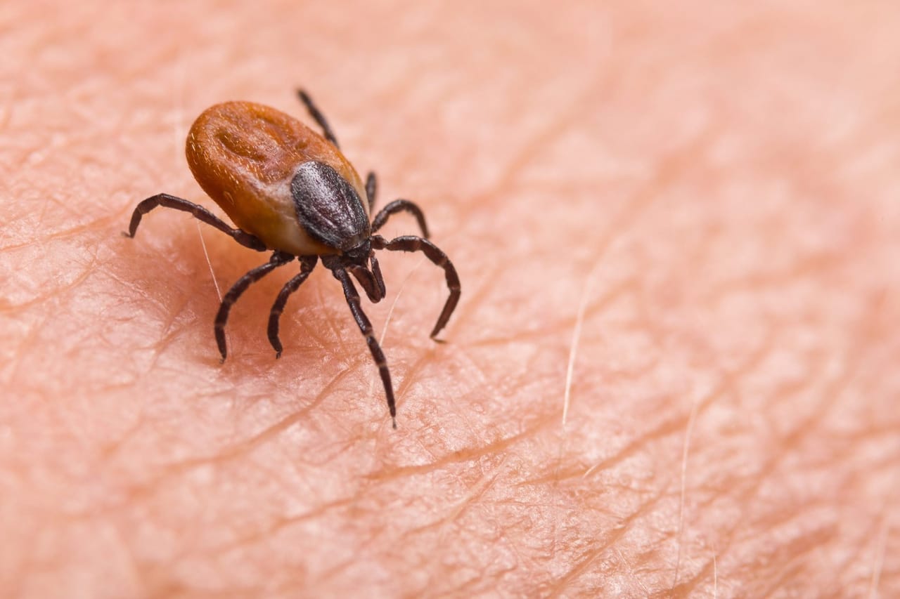 How to avoid ticks outdoors