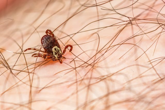 American Dog Tick: