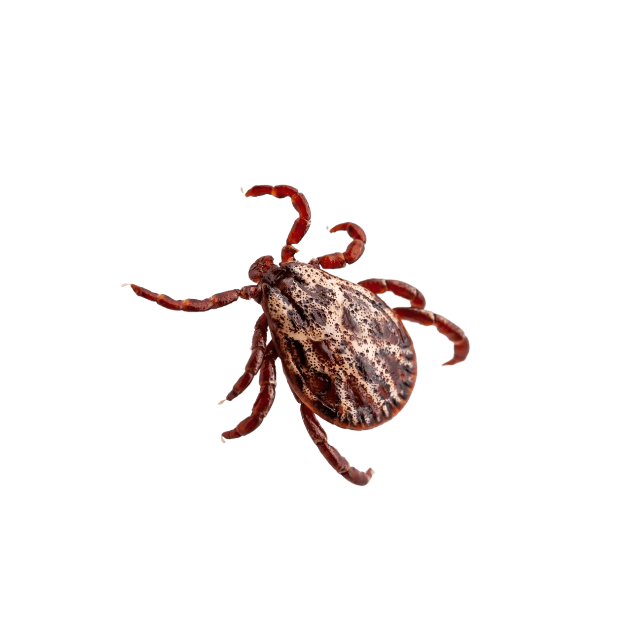 Close-up of a tick