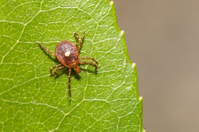Lone Star Tick