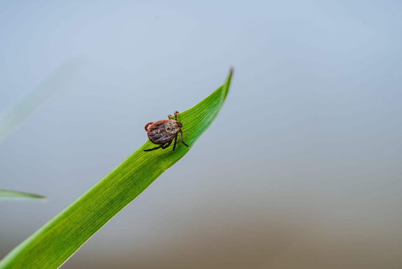 Tick activity around the home
