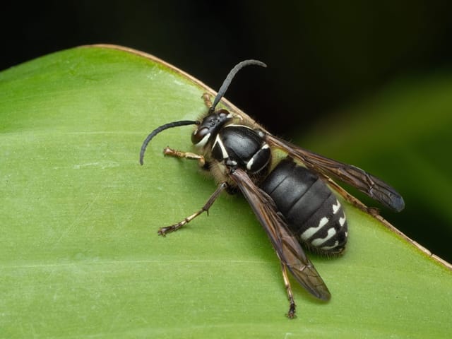 Bald-faced hornets