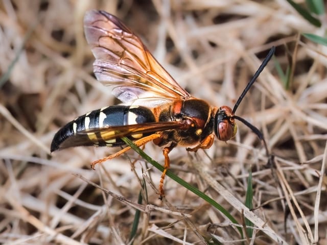 Eastern Cicada-Killer Wasps
