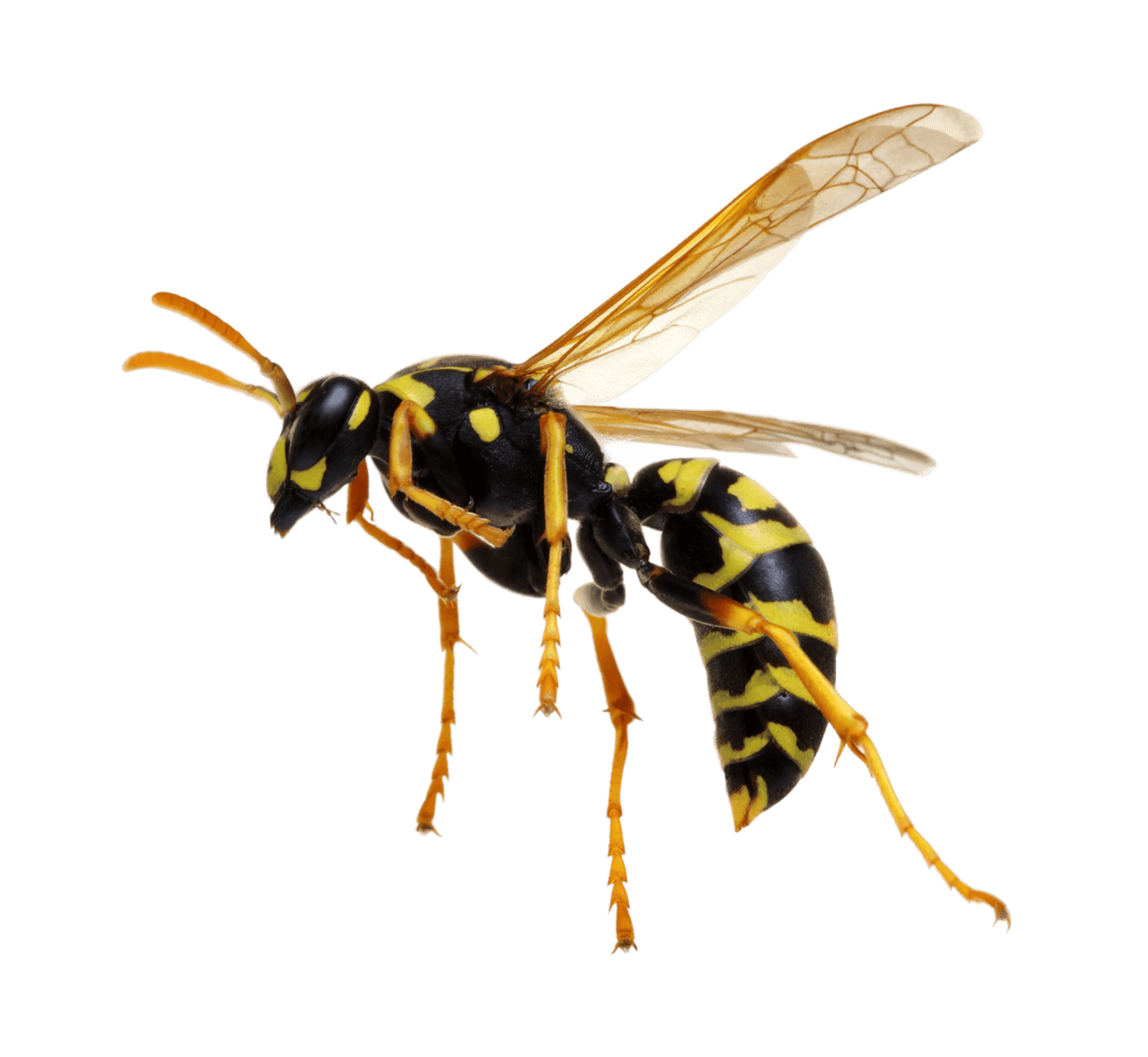 Close-up of a wasp