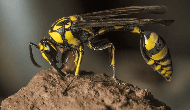 Mud dauber wasps