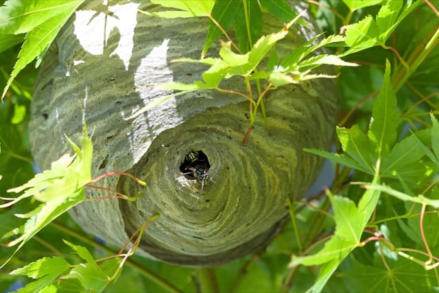 Bald-Faced Hornets Nests