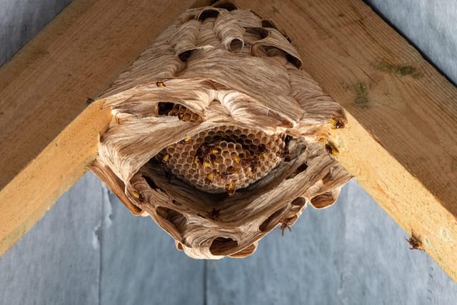 European Hornets Nests