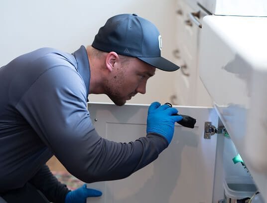 Ant activity around the home