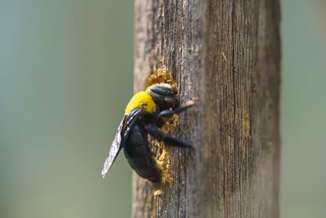 Carpenter Bees: