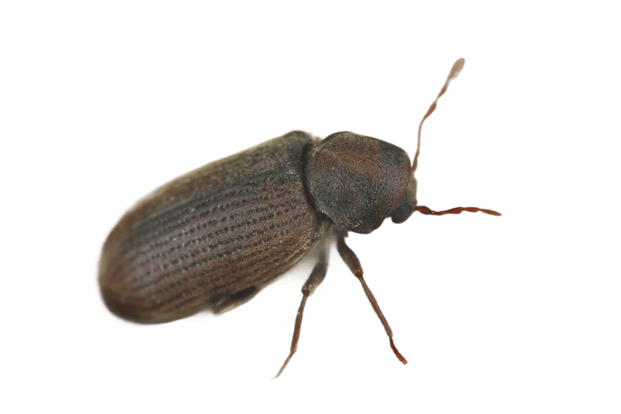 Wood-destroying insects damaging timber