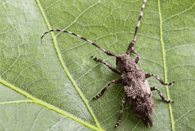 Longhorned Beetles: