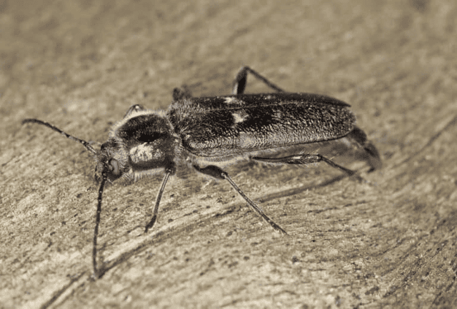 Old House Borers & Deathwatch Beetles: