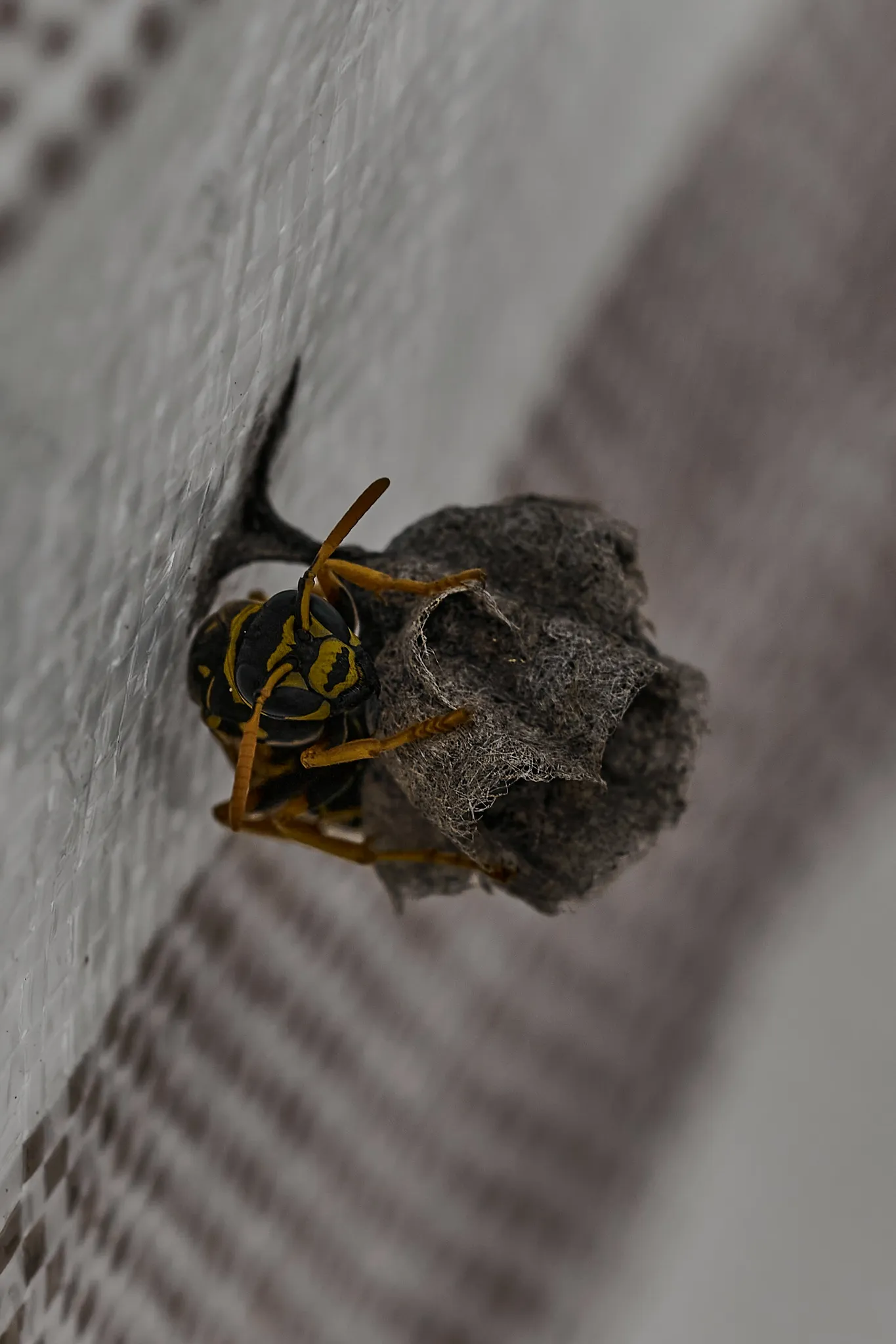 Yellowjacket in flight showing aggressive posture