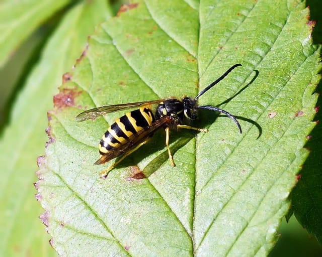 Eastern Yellowjacket