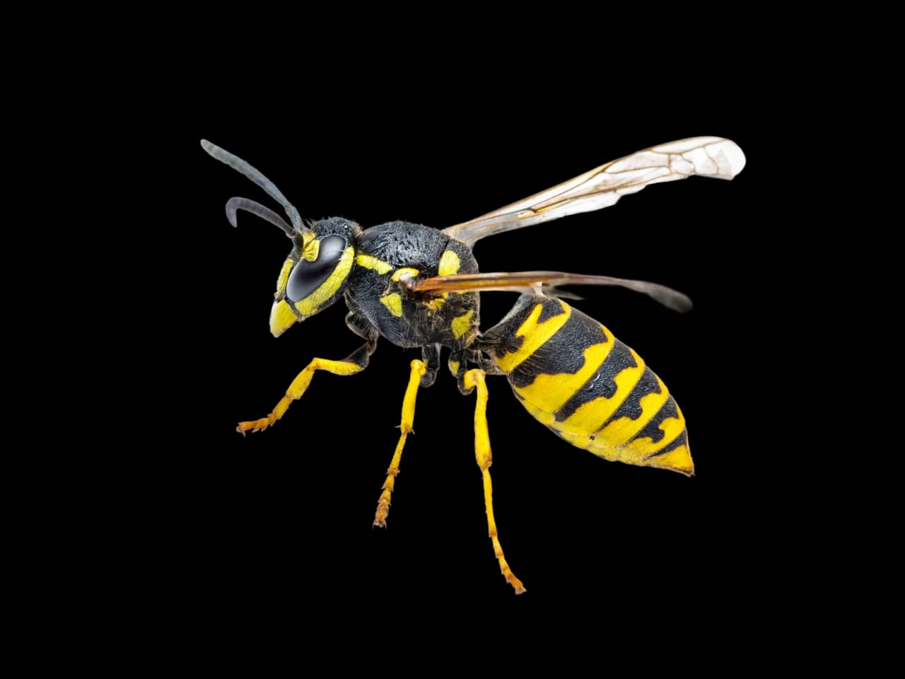 Close-up of a yellowjacket