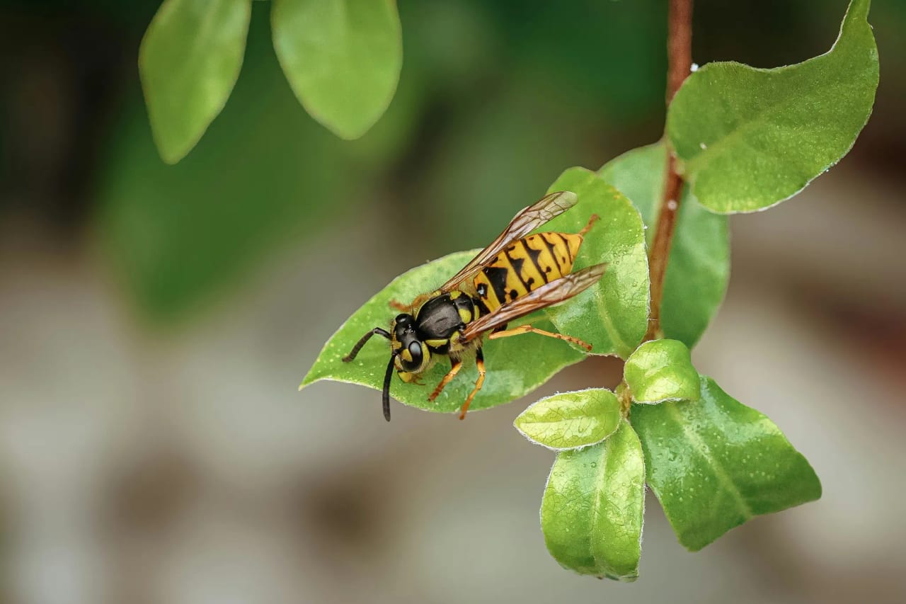 Yellowjacket on a flower showing typical habitat