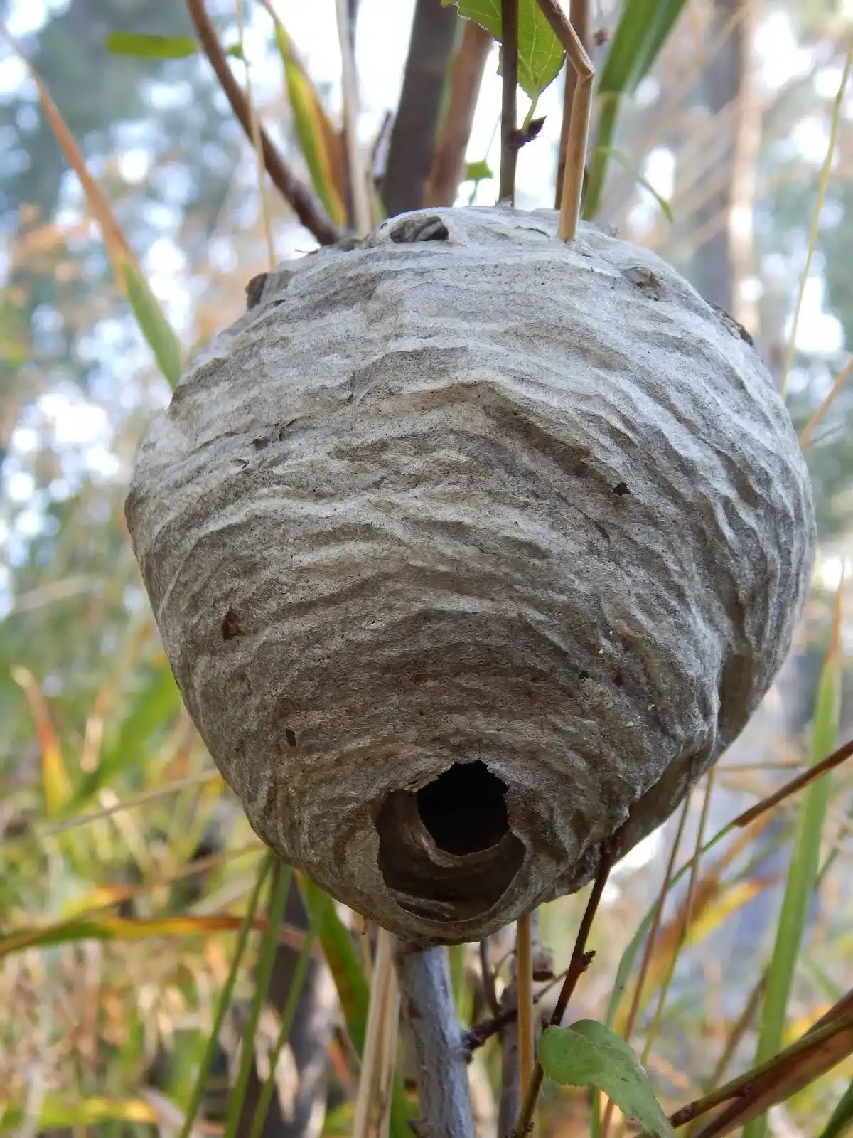 Yellowjacket nest showing typical structure