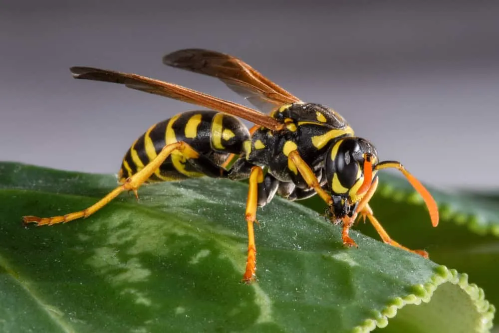 Yellowjacket nest close-up