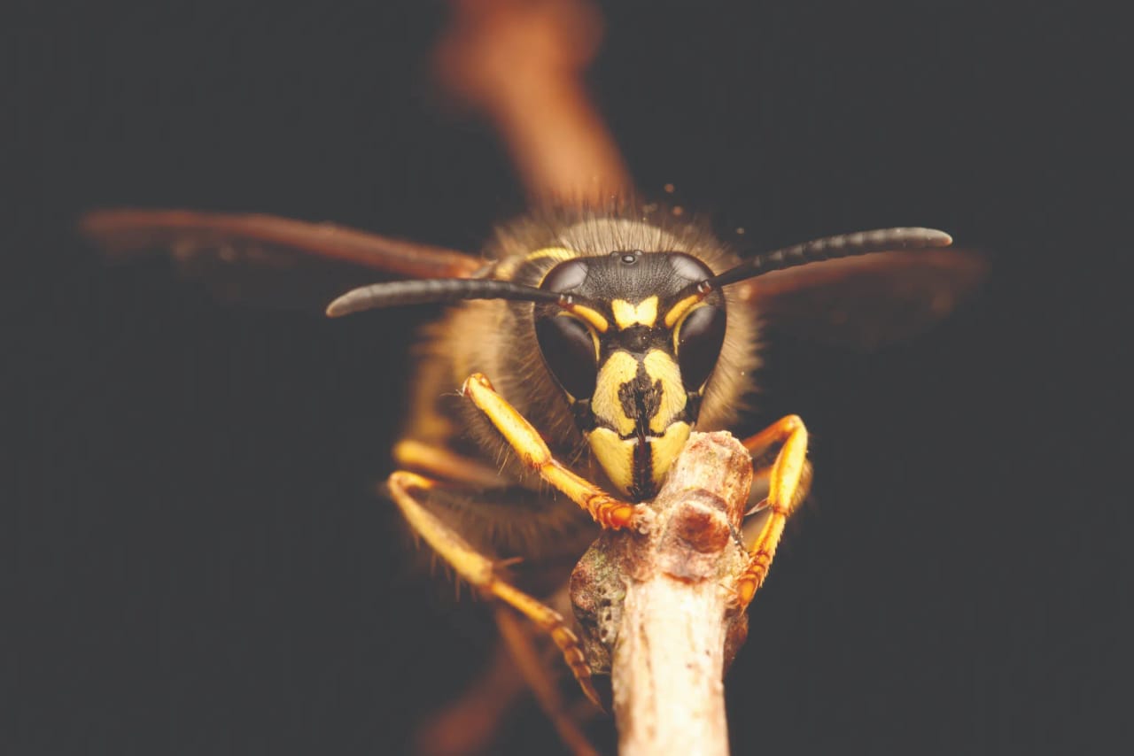 Yellowjacket on a surface