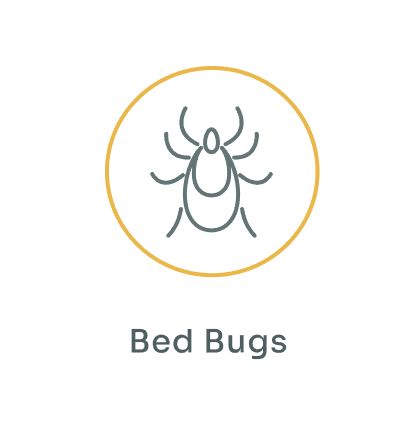 Bed Bugs