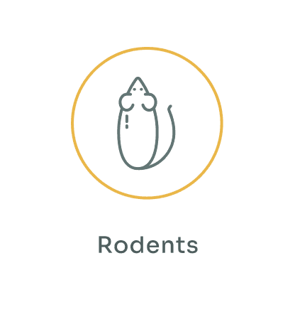 Rodents