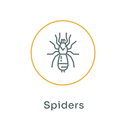 Spiders