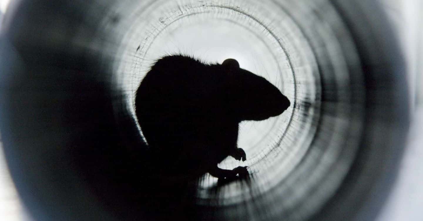Hawx technician sealing a rodent entry point