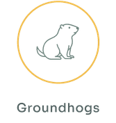 groundhogs