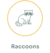 raccoons