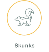 skunks