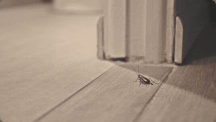 Cockroach entering home