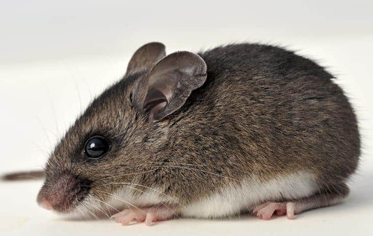 Why You Should Call The Pros When It Comes To Rodent Problems In Your Home