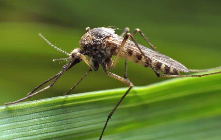 Mosquitoes In Atlanta Are More Dangerous Than You May Think