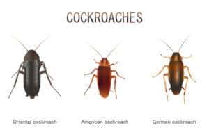 How To Get Rid of German Cockroaches - Hawx Pest Control