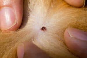 Tick bite with red ring on dog