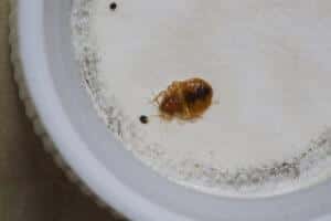 Bed bug with waste