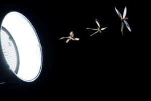  Termites flying near a light illuminating pitch-black darkness