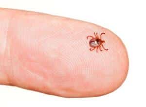 A Lone Star tick, more reddish in color, on the tip of a finger