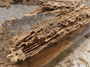 Hollowed-out wood from termite damage