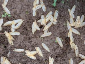 Discarded termite wings over brown soil