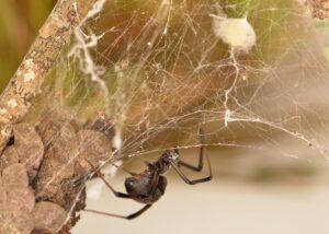 A black widow spider in its messy, tangled web
