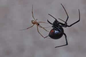  Male and female black widow spider on a web