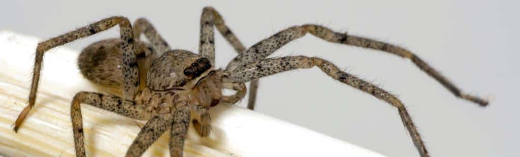 Close up of brown recluse spider