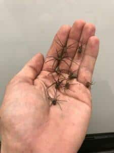 Brown recluse spiders on a human hand