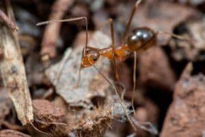 Reddish brown crazy ant crawling on dirt and rocks