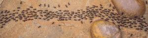 Crazy ants crawling on the ground in a line, weaving between rocks