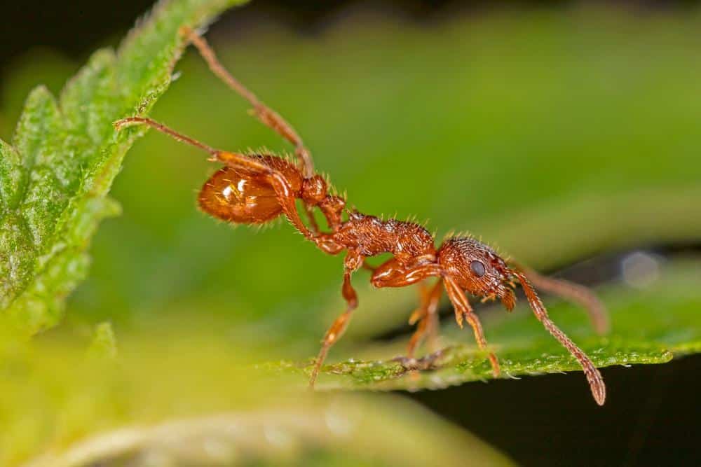 European Fire Ant close up